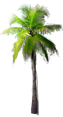 Coconut Palm